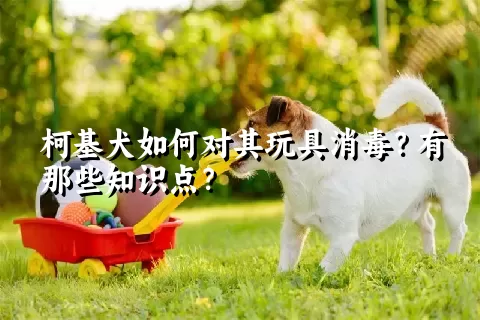 柯基犬如何对其玩具消毒？有那些知识点？