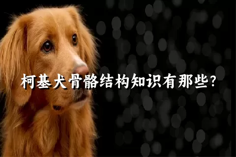 柯基犬骨骼结构知识有那些？