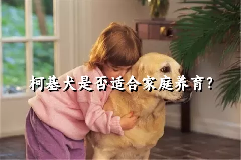 柯基犬是否适合家庭养育？