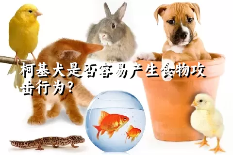 柯基犬是否容易产生食物攻击行为？