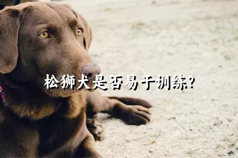 松狮犬是否易于训练？