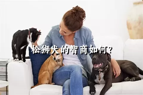 松狮犬的智商如何？