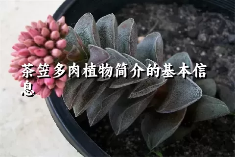 茶笠多肉植物简介的基本信息