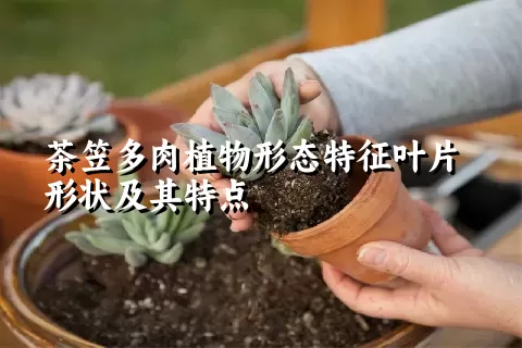 茶笠多肉植物形态特征叶片形状及其特点