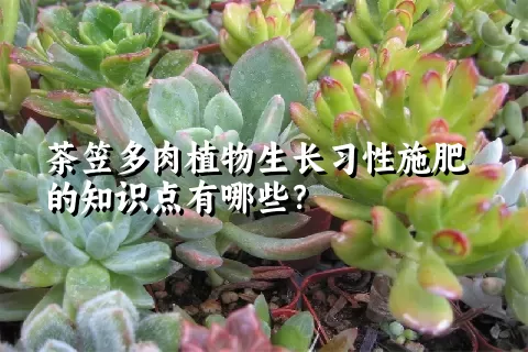 茶笠多肉植物生长习性施肥的知识点有哪些？	