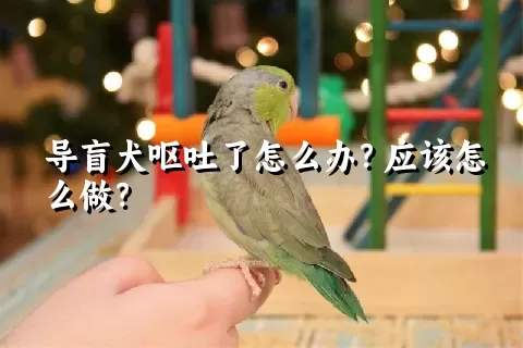 导盲犬呕吐了怎么办？应该怎么做？