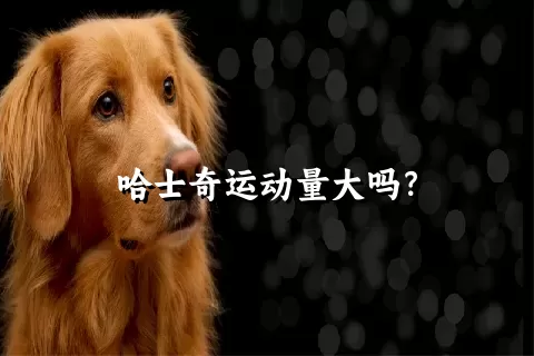 哈士奇运动量大吗？