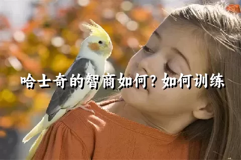 哈士奇的智商如何？如何训练