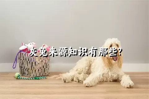 灰兔来源知识有那些?