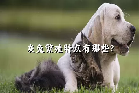 灰兔繁殖特点有那些？