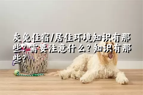 灰兔住宿/居住环境知识有那些？需要注意什么？知识有那些？