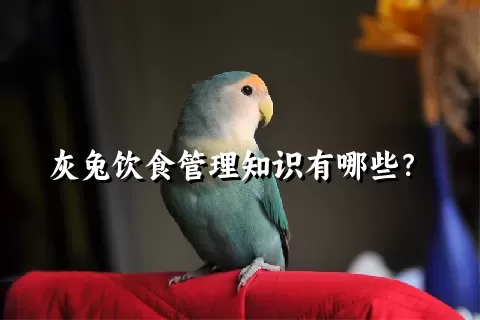 灰兔饮食管理知识有哪些？ 