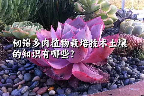 韧锦多肉植物栽培技术土壤的知识有哪些？