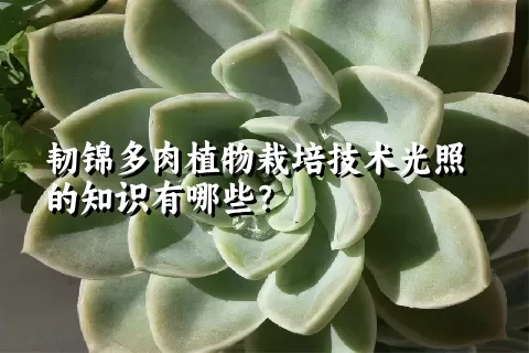 韧锦多肉植物栽培技术光照的知识有哪些？ 