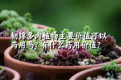 韧锦多肉植物主要价值可以药用吗？有什么药用价值？