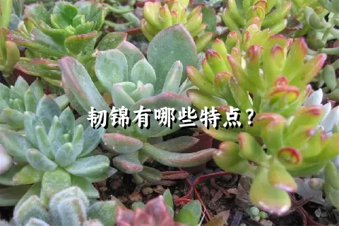 韧锦有哪些特点？