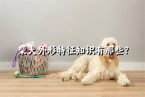 柴犬外形特征知识有那些？