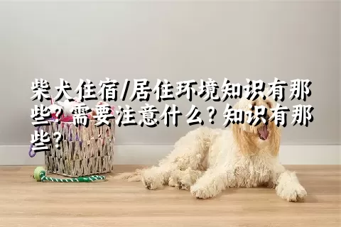 柴犬住宿/居住环境知识有那些？需要注意什么？知识有那些？