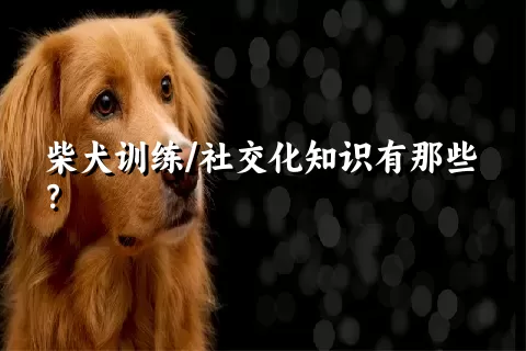 柴犬训练/社交化知识有那些？ 