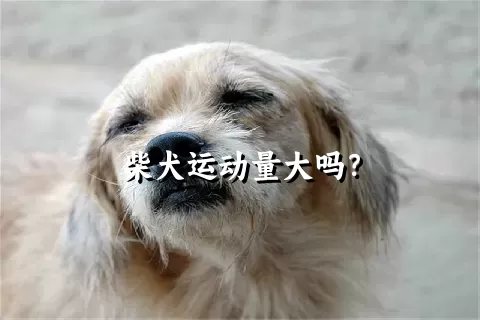 柴犬运动量大吗？