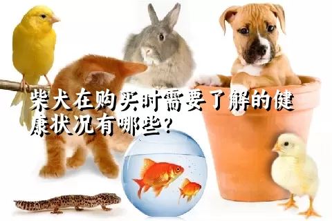 柴犬在购买时需要了解的健康状况有哪些？