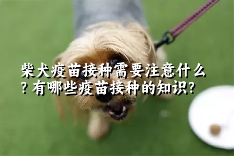 柴犬疫苗接种需要注意什么？有哪些疫苗接种的知识？