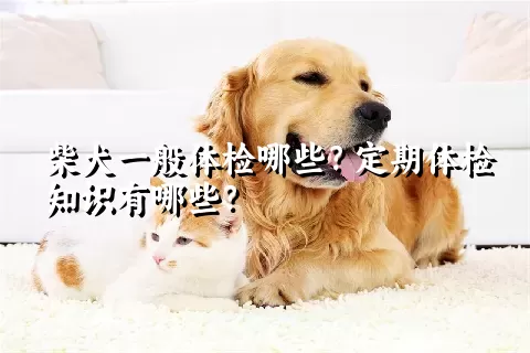 柴犬一般体检哪些？定期体检知识有哪些？