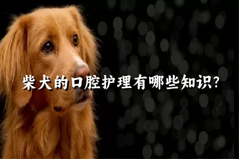 柴犬的口腔护理有哪些知识？