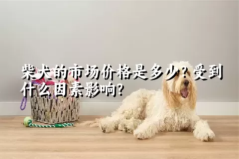 柴犬的市场价格是多少？受到什么因素影响？