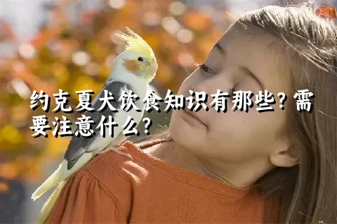 约克夏犬饮食知识有那些？需要注意什么？