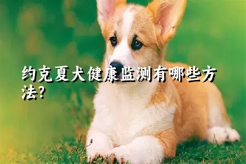 约克夏犬健康监测有哪些方法？