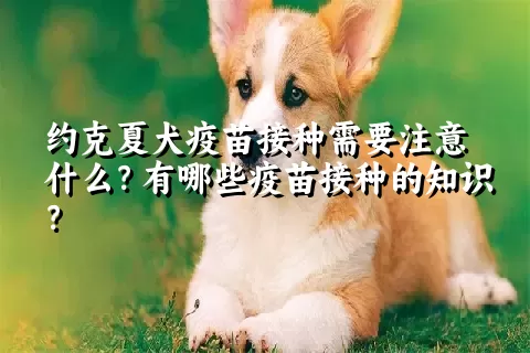 约克夏犬疫苗接种需要注意什么？有哪些疫苗接种的知识？