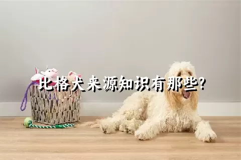 比格犬来源知识有那些?