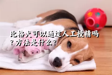 比格犬可以通过人工授精吗？方法是什么？