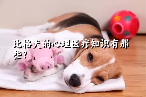 比格犬的心理医疗知识有那些？