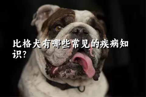 比格犬有哪些常见的疾病知识？