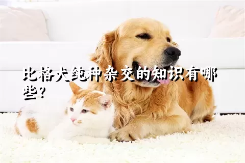 比格犬纯种杂交的知识有哪些？ 