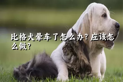 比格犬晕车了怎么办？应该怎么做？