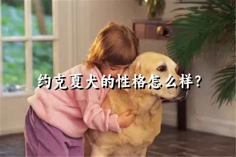 约克夏犬的性格怎么样？