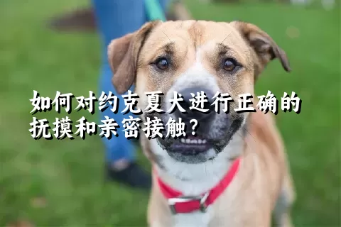 如何对约克夏犬进行正确的抚摸和亲密接触？