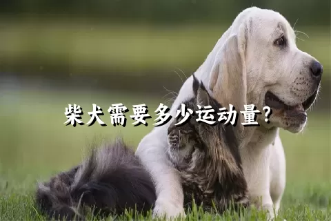 柴犬需要多少运动量？