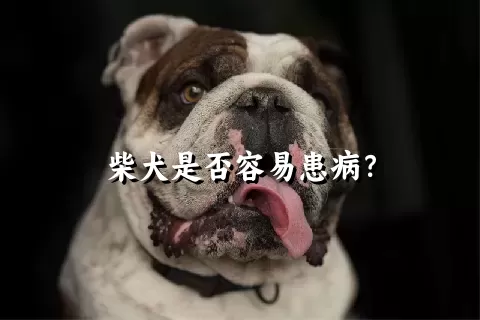 柴犬是否容易患病？