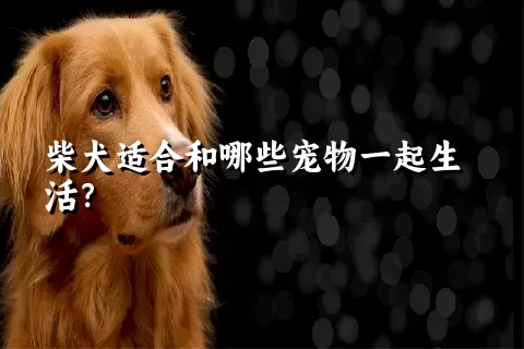 柴犬适合和哪些宠物一起生活？