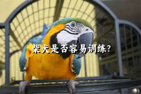 柴犬是否容易训练？