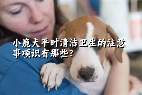 小鹿犬平时清洁卫生的注意事项识有那些？ 