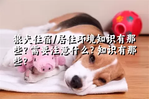 狼犬住宿/居住环境知识有那些？需要注意什么？知识有那些？