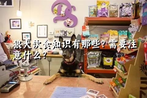 狼犬饮食知识有那些？需要注意什么？