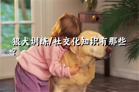 狼犬训练/社交化知识有那些？ 