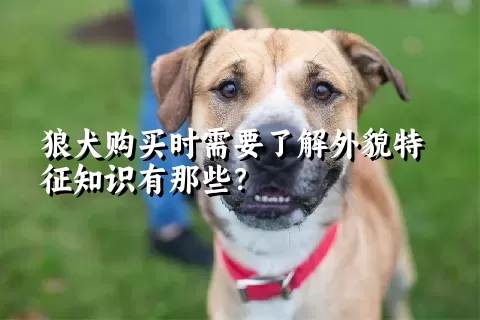 狼犬购买时需要了解外貌特征知识有那些？  