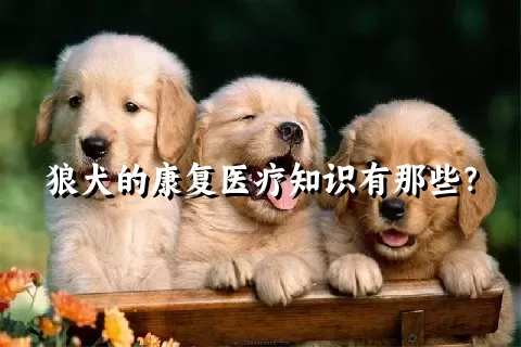 狼犬的康复医疗知识有那些？